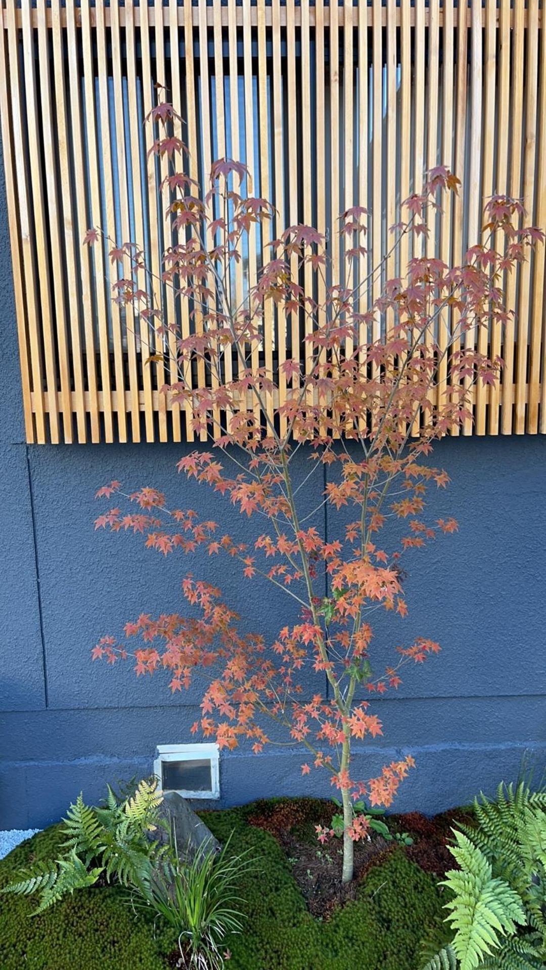 静雅の宿 Kyoto Ngoại thất bức ảnh